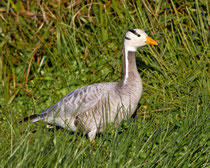 Streifengans (Anser indicus), Klingnauer Stausee