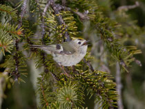 Wintergoldhähnchen (Regulus regulus), Flühli LU