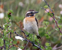 Braunkehlchen (Saxicola rubetra), Pasvik, Norwegen