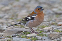 Buchfink (Fringilla coelebs) M, Mull (GB)