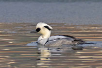 Zwergsäger (Mergellus albellus) Männchen, Klingnauer Stausee