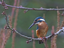 Eisvogel (Alcedo atthis), Garten in Villnachern