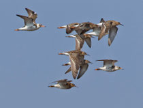 Kampfläufer (Philomachus pugnax), Flachsee