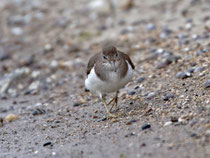 Flussuferläufer (Actitis hypoleucos), Brugg (bei Schwimmbad)