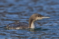 Pazifiktaucher (Gavia pacifica), Silvaplana
