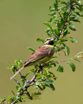 Zaunammer (Emberiza cirlus), Schinznach