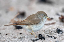 Wüstengrasmücke (Sylvia nana), Helgoland DE