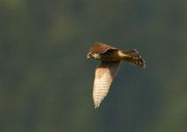Merlin (Falco colombarius), Gurnigel BE