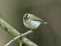 Sommergoldhähnchen (Regulus ignicapilla), Islisberg AG