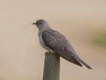 Kuckuck (Cuculus canorus) W, Castro Verde, Portugal