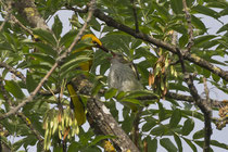 Pirol (Oriolus oriolus) Jungvogel, Flachsee