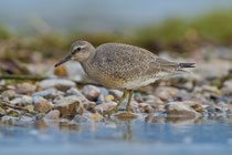 Knutt (Calidris canutus), Jona