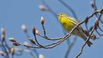 Girlitz (Serinus serinus), Schinznach