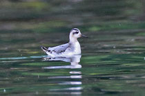 Thorshühnchen (Phalaropus fulicaria), Luzern