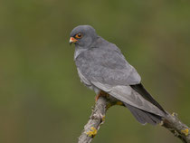 Rotfussfalke (Falco vesperinus), Hortobagy, Ungarn