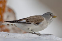 Schneesperling (Montifringilla nivalis), Schlichtkleid, Gemmi VS