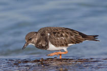 Steinwälzer (Arenaria interpres), Es Trenc, Mallorca