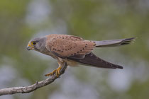 Turmfalke M (Falco tinnunculus), Hortobagy, Ungarn