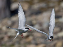 Küstenseeschwalbe (Sterna pardisea), Ekkeroy/Varanger, Norwegen