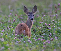 Reh  (Capreolus capreolus), Estland