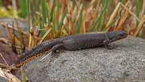 Bergmolch (Ichthyosaura alpestris), Villnachern