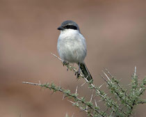 Raubwürger (Lanius excubitor), Fuerteventura, Spanien