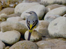 Bergstelze (Motacilla cinera), Limmatspitz