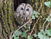 Waldkauz (Strix aluco), Biberstein AG