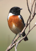 Schwarzkehlchen M (Saxicola torquatus), Massa, Marokko