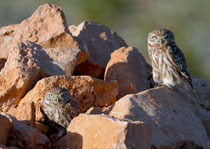 Steinkauz (Athene noctua), Massa-Nationalpark / Marokko