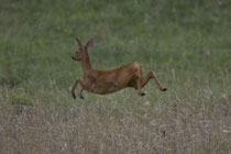 Reh  (Capreolus capreolus), Schinznach