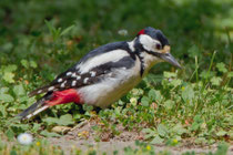 Buntspecht (Dendrocopus major), Weil am Rhein