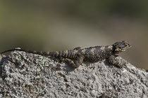 Hardun (Agama stellio), Lesbos, Griechenland, Familie der Agamen