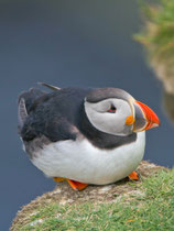 Papageitaucher (Fratercula arctica), Shetland GB