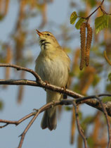 Fitis (Phylloscopus trochilus), Klingnauer Stausee
