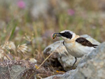 Balkansteinschmätzer M (Oenanthe melanoleuca), Lesbos, Griechenland