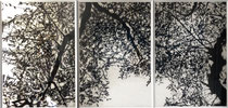 Triptyque de gravures en noir sur papier blanc cassé représentant des silhouettes de branches d’arbres et feuillages entrelacés, réparties sur trois panneaux encadrés.