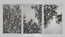 Triptyque de gravures en noir sur papier blanc cassé représentant des silhouettes de branches d’arbres et feuillages entrelacés, réparties sur trois panneaux encadrés.