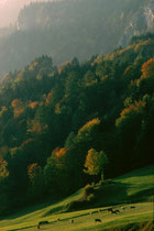  Herbstweide von Großvieh nach der Almabfahrt oberhalb vom Krummsee in Kramsach. Farbdiapositiv 24 x 36 mm; © Johann G. Mairhofer 1983. Inv.-Nr. dc135kd5073.03_14