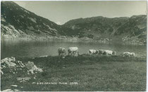 Almkühe beim Zireiner See im Rofan-Hauptkamm der westlichen Brandenberger Alpen (AVE 6) im Gemeindegebiet von Münster, Bzk. Kufstein. Gelatinesilberabzug 9 x 14 cm; Impressum: A(lfred). Stockhammer, Hall in Tirol 1909.  Inv.-Nr. vu914gs00796