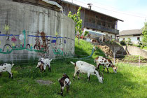Ziegenherde eines Bauern in Liesfeld, Gemeinde Kundl, Bezirk Kufstein. Digitalphoto; © Johann G. Mairhofer 2011.  Inv.-Nr. 1DSC01427