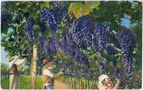 "Vendemmia (Traubenlese)". Ernteszene aus Südtirol. Photochromdruck 9x14cm; Impressum: Lorenz Fränzl, Bozen um 1910.  Inv.-Nr. vu914pcd00210