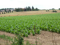 plantation de tabac