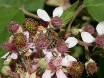 Biene auf Brombeerblüten 1