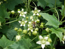 Wilde Clematis (Waldrebe) mit Biene