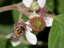 Biene auf Brombeerblüten 2