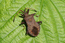 Lederwanze (Coreus marginatus)