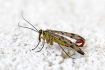 Gemeine Skorpionsfliege (Panorpa communis) 