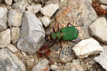 Feld-Sandlaufkäfer (Cicindela campestris)