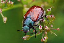 Gartenlaubkäfer (Phyllopertha horticola)